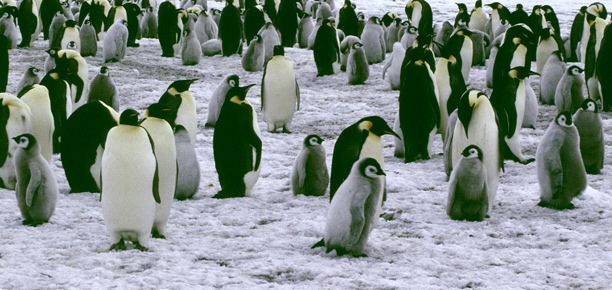 Emperor Penguin crop 2