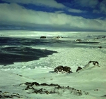 winter beginning in the Fildes Strait