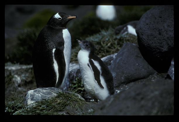Gentoo Penguin + chick [orig]