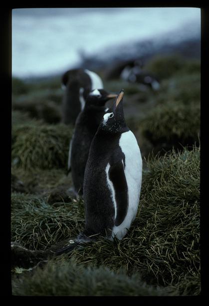 Gentoo Penguin 01 [orig]