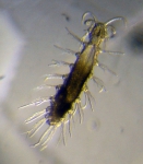 Leptonerilla diatomeophaga