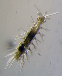 Leptonerilla diatomeophaga