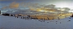 evening at the Drake-Strait with gentoo penguins 3