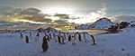 evening at the Drake-Strait with gentoo penguins 5