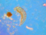 Manuela species