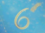 Manuela species