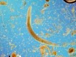 Nematoda, author: Schratzberger, Michaela Nematoda, author: Schratzberger, Michaela