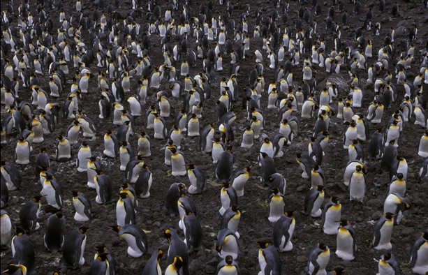 King Penguin colony 1CS5_1