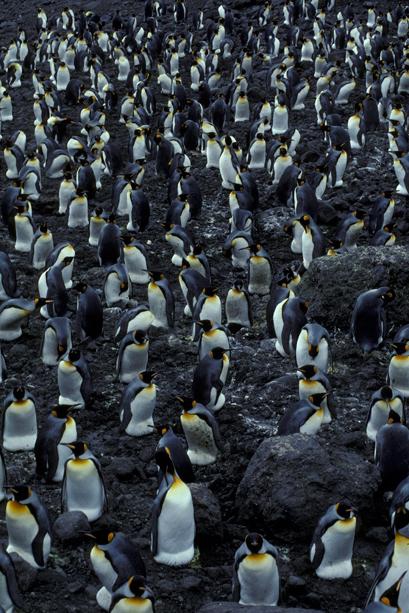 King Penguin colony 2CS5_1