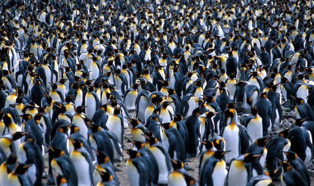 King Penguin colony 2_1