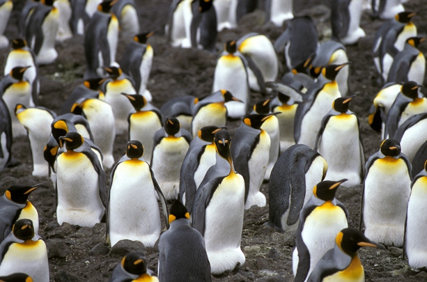 King Penguin colony a_1