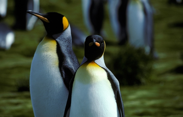 King Penguin pair (rev)CS6_1