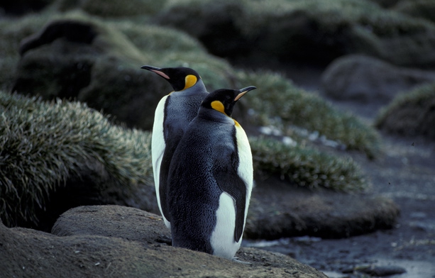 King Penguin pair 2_1