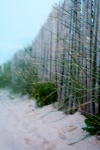 Hek in duinen