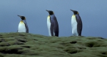 King Penguin trio a_1
