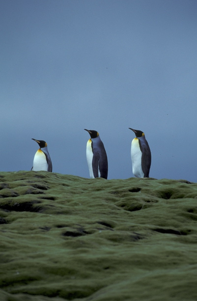 King Penguin trio_1