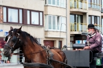 Paard
