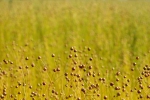 Polders