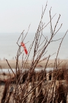 Duinen