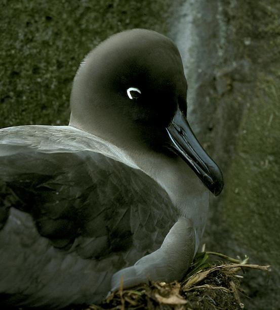 Light-mantled Sooty Albatross  adult on nest 2