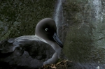 Light-mantled Sooty Albatross  adult on nest 2a