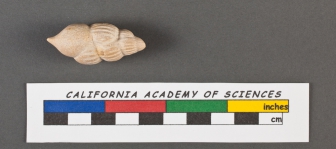 Uvigerina pigmea d'Orbigny, 1826, author: Le Coze, Fran�ois