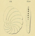 Peneroplis laevigatus d'Orbigny in Fornasini, 1904, author: Le Coze, Fran�ois