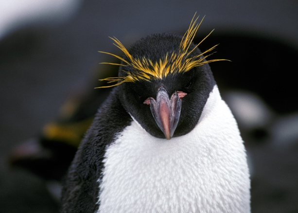 Macaroni Penguin portrait_1