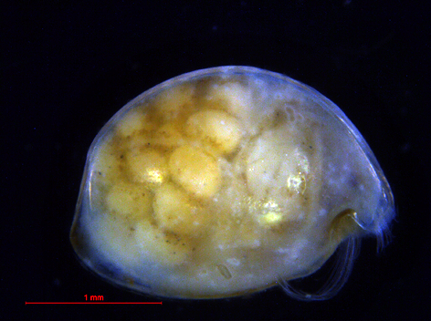 Myodocopina (Suborder) Sarsielloidea (Superfamily) Philomedidae (Family)