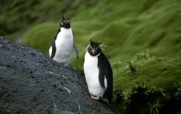Rockhopper Penguin pair 1_1