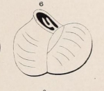 Triloculina inflata d'Orbigny, 1826