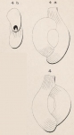 Quinqueloculina semistriata d'Orbigny, 1850