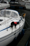 Hond
