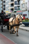 Paard
