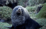 Ant Fur Seal bull