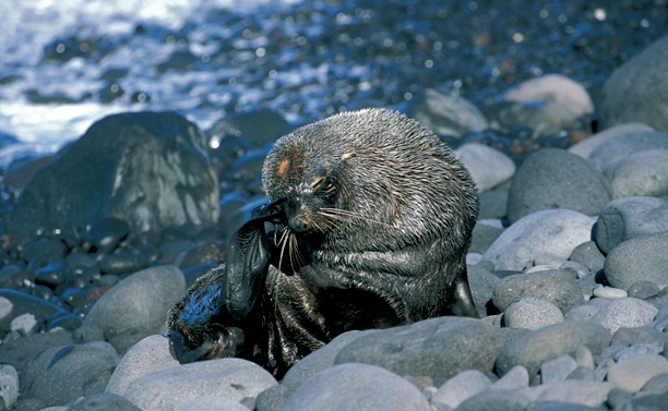 Antarctic Fur Seal grooming