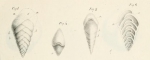 Textularia aciculata d'Orbigny, 1826