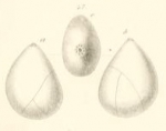 Globulina amygdaloides Reuss, 1851