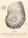 Thalamophaga incerta Rhumbler, 1911