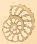 Thalamophaga incerta Rhumbler, 1911