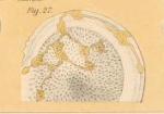 Thalamophaga ramosa Rhumbler, 1911