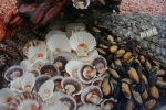Schelpdieren