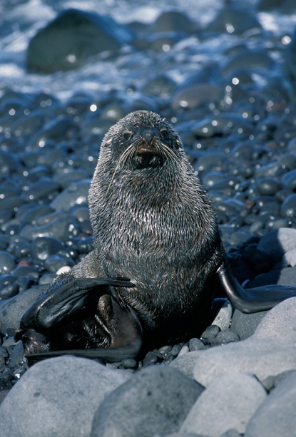 Antarctic Fur Seal stare