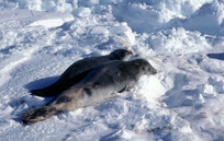 Crabeater Seal pair on floe