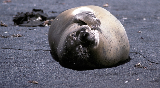 Elephant Seal on beach