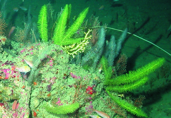 World Register Of Deep Sea Species Photogallery