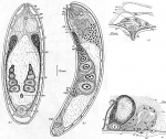Acoelomorpha