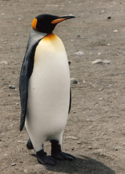 Adult king penguin