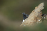 Noordse stormvogel