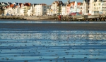 Wadpier - Arenicola marina